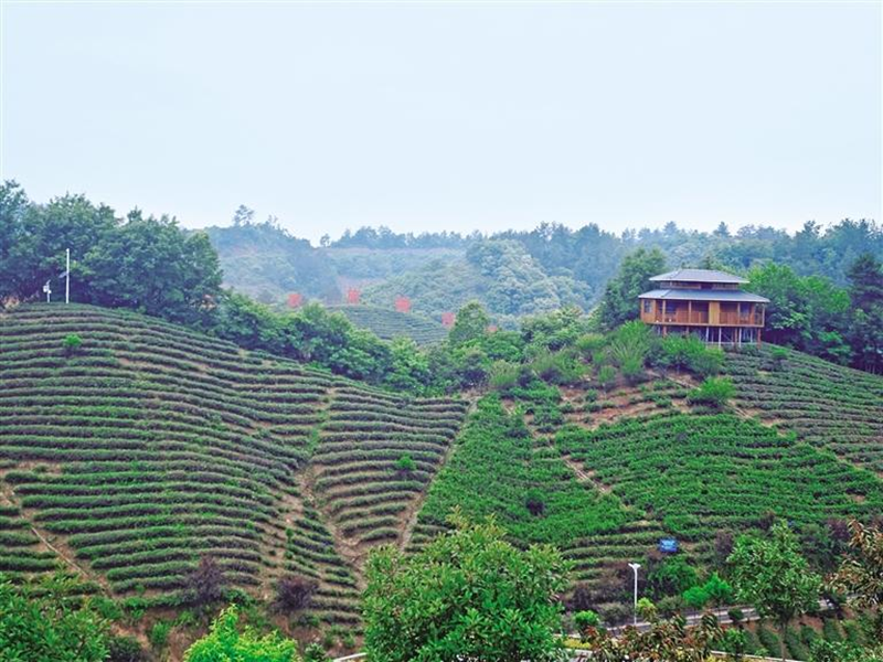 茶產(chǎn)業(yè)是商南縣農(nóng)業(yè)首位產(chǎn)業(yè)，是群眾增收的重要來源。圖為商南縣富水鎮(zhèn)的茶海公園（資料照片）。王佳偉攝