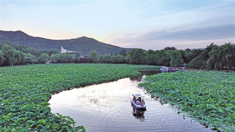 7月2日，在丹鳳縣棣花古鎮(zhèn)，夕陽下的荷塘與游船相映成趣，讓游客流連忘返。母家亮攝
