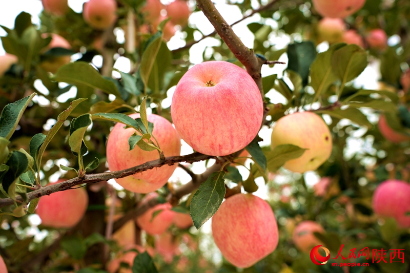 9月的果園，紅彤彤的蘋果掛滿枝頭。人民網(wǎng)記者 孫挺攝
