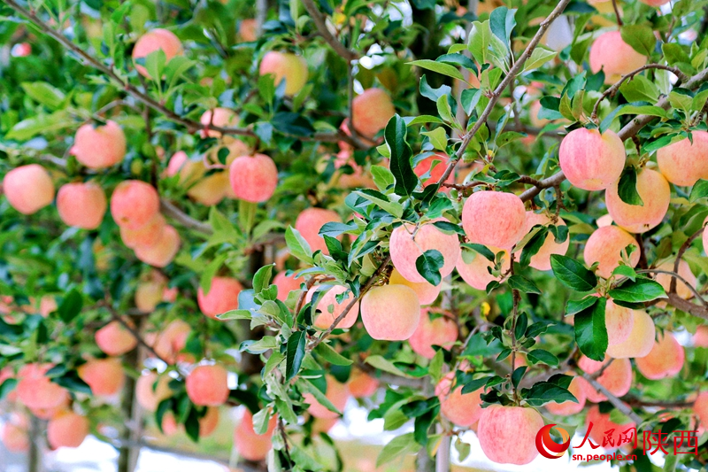 9月的果園，紅彤彤的蘋果掛滿枝頭。人民網(wǎng)記者 孫挺攝