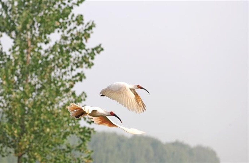 10月15日，在咸陽(yáng)市渭河秦都段細(xì)柳營(yíng)濕地，朱鹮放飛野外活動(dòng)舉行。圖為展翅翱翔的朱鹮。