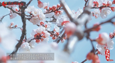 春日里，去賞花