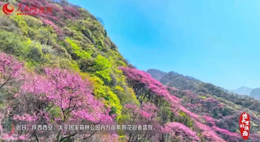 秦嶺紫荊花開宛如童話世界