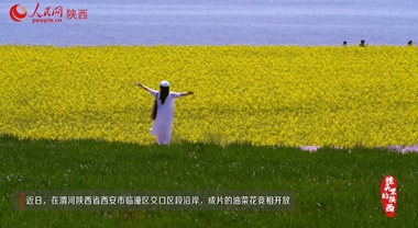 油菜花開 美景如畫