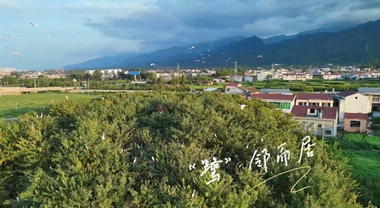 陜西漢陰：“鷺”鄰而居 人鳥和諧